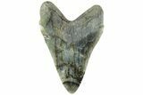 Realistic, Carved Labradorite Megalodon Tooth - Replica #202025-1